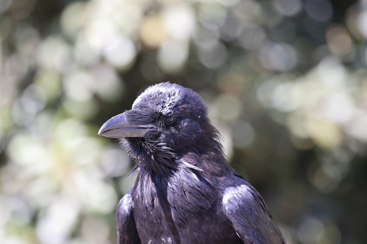Common Raven - ML643512528