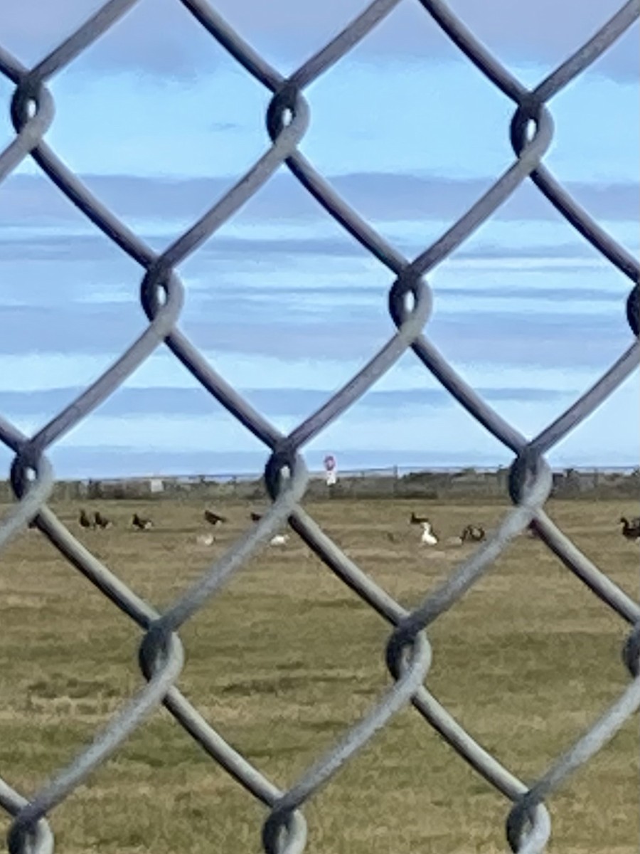 Snow Goose - ML643512530