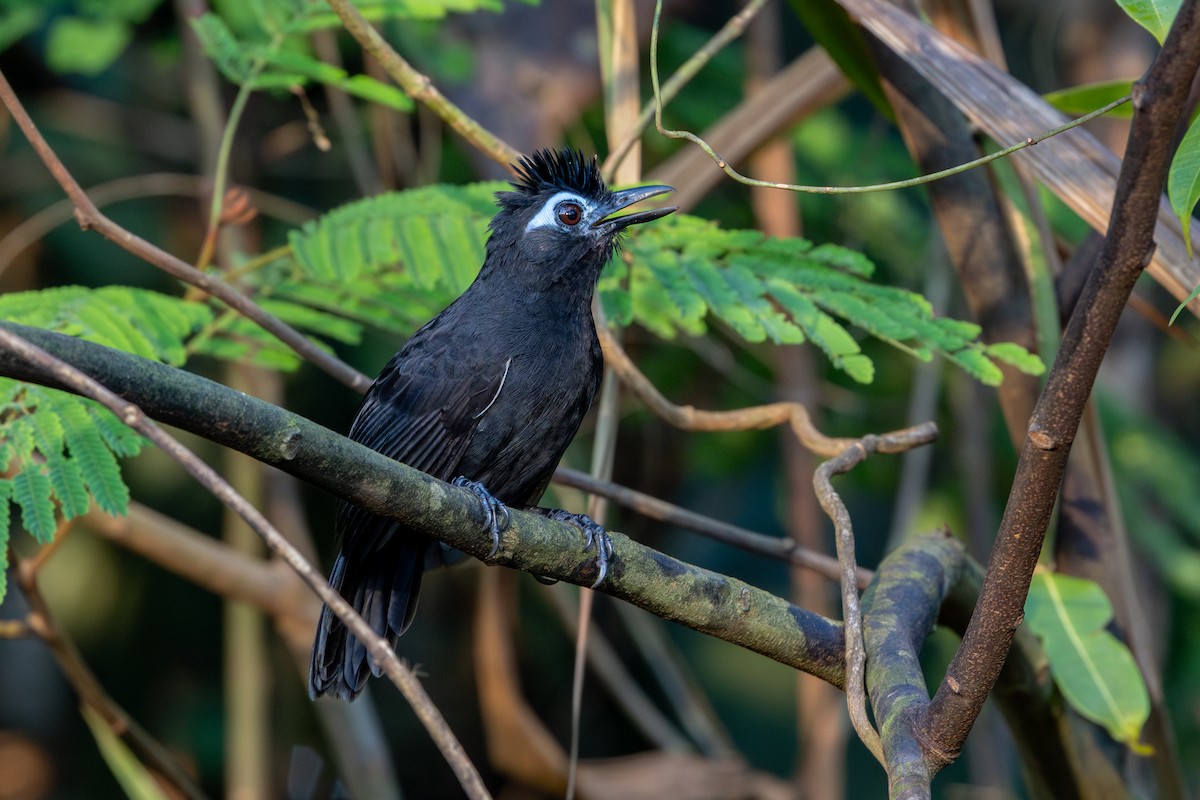 Sooty Antbird - ML643512533
