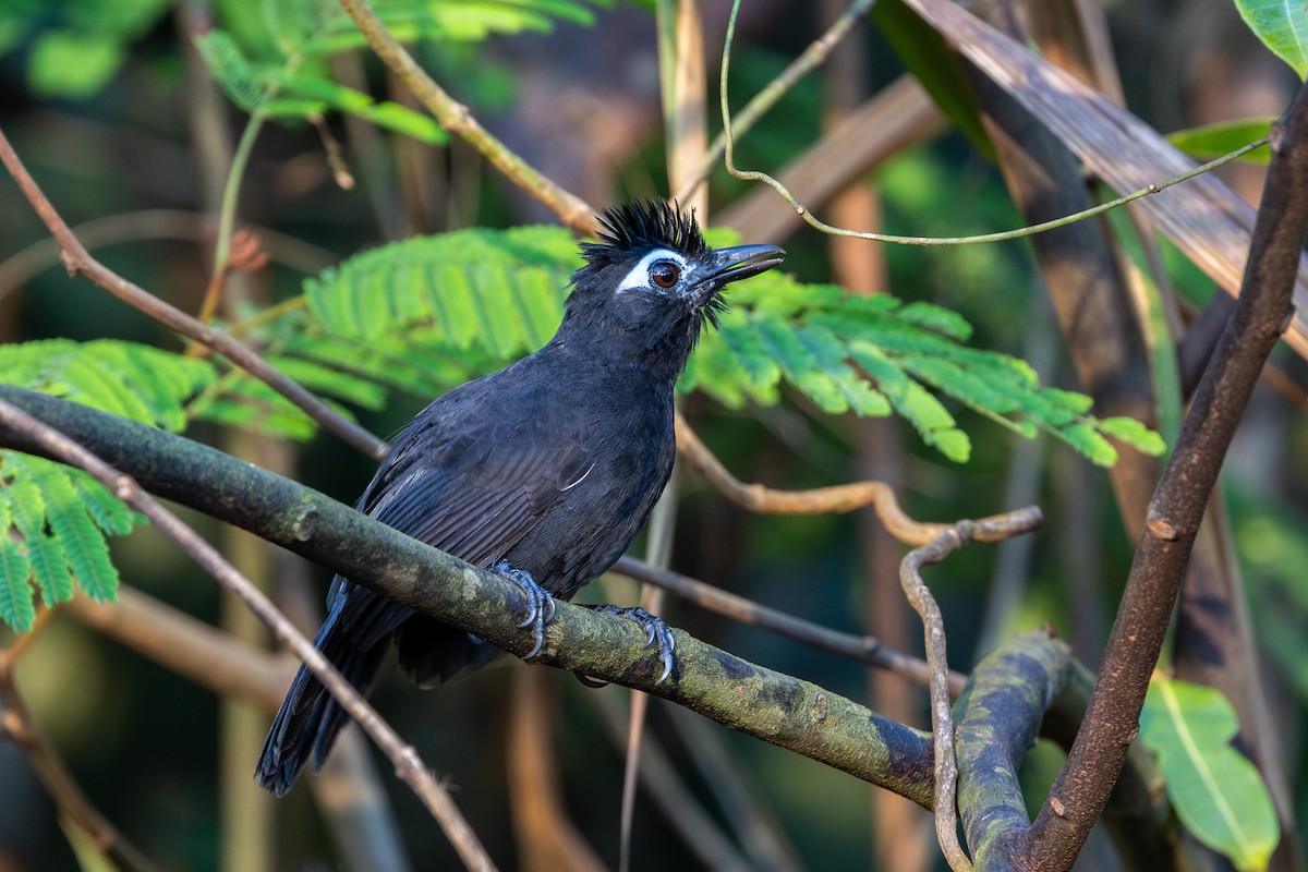 Sooty Antbird - ML643512534