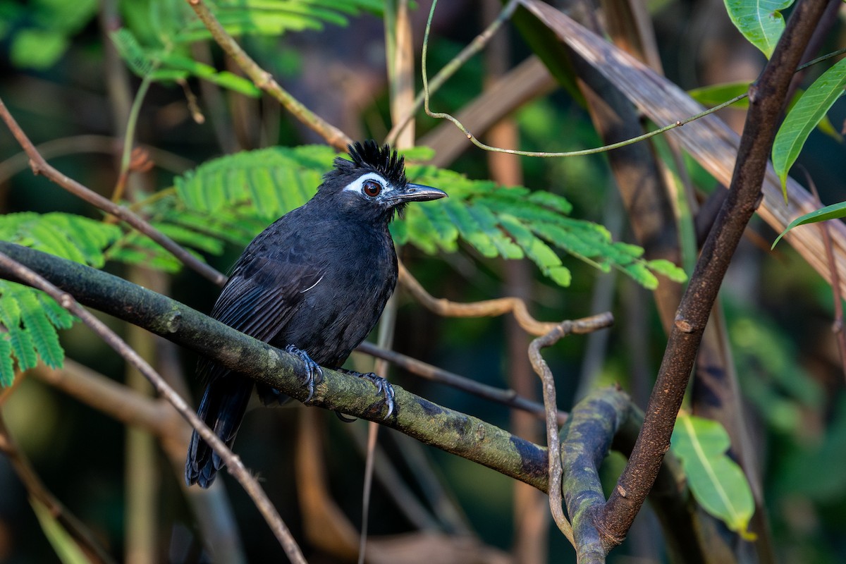Sooty Antbird - ML643512535