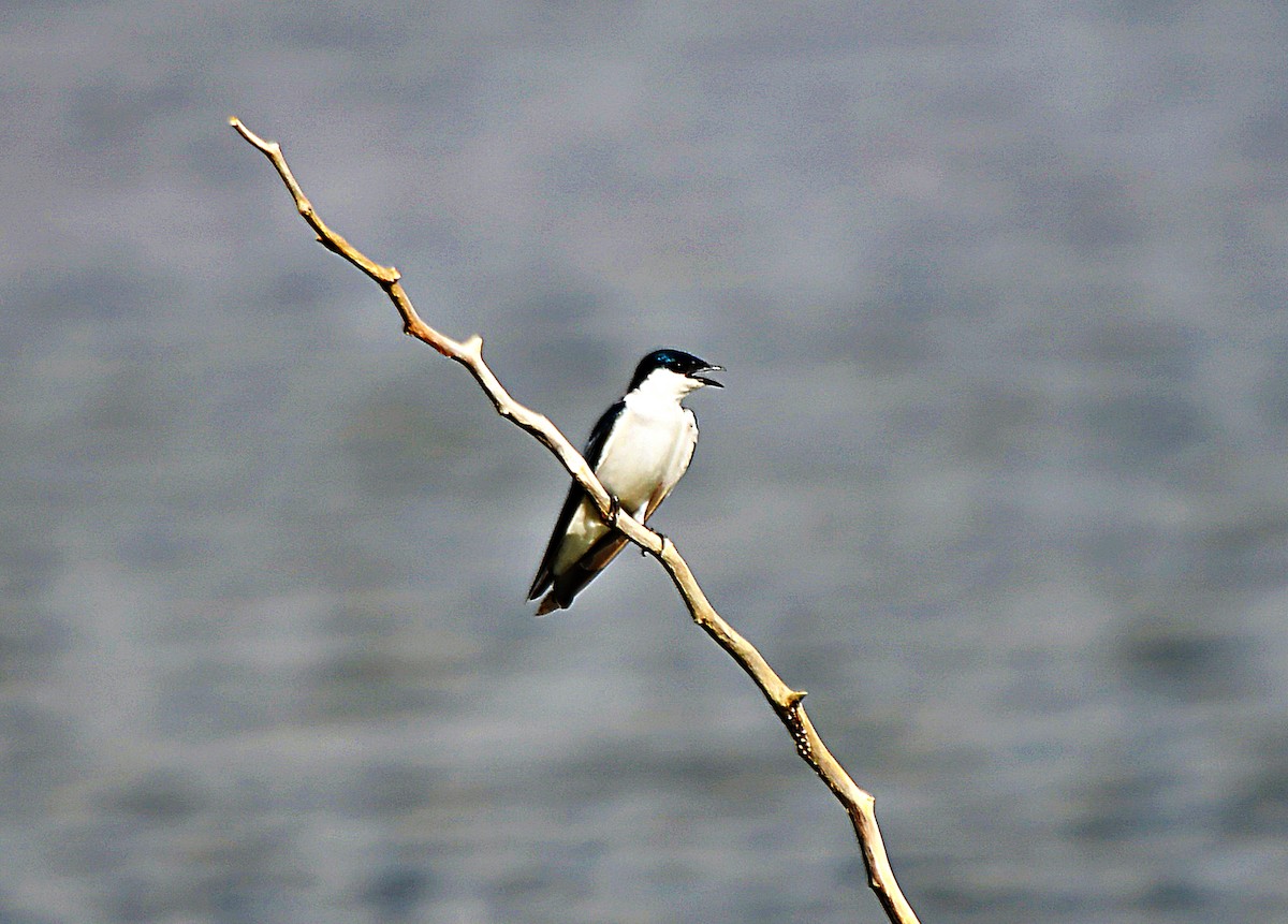 White-winged Swallow - ML643512536