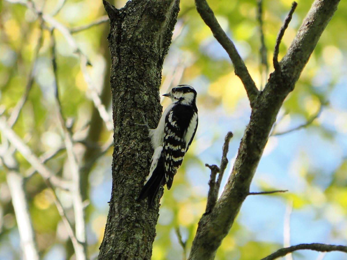 Downy Woodpecker - ML643512541