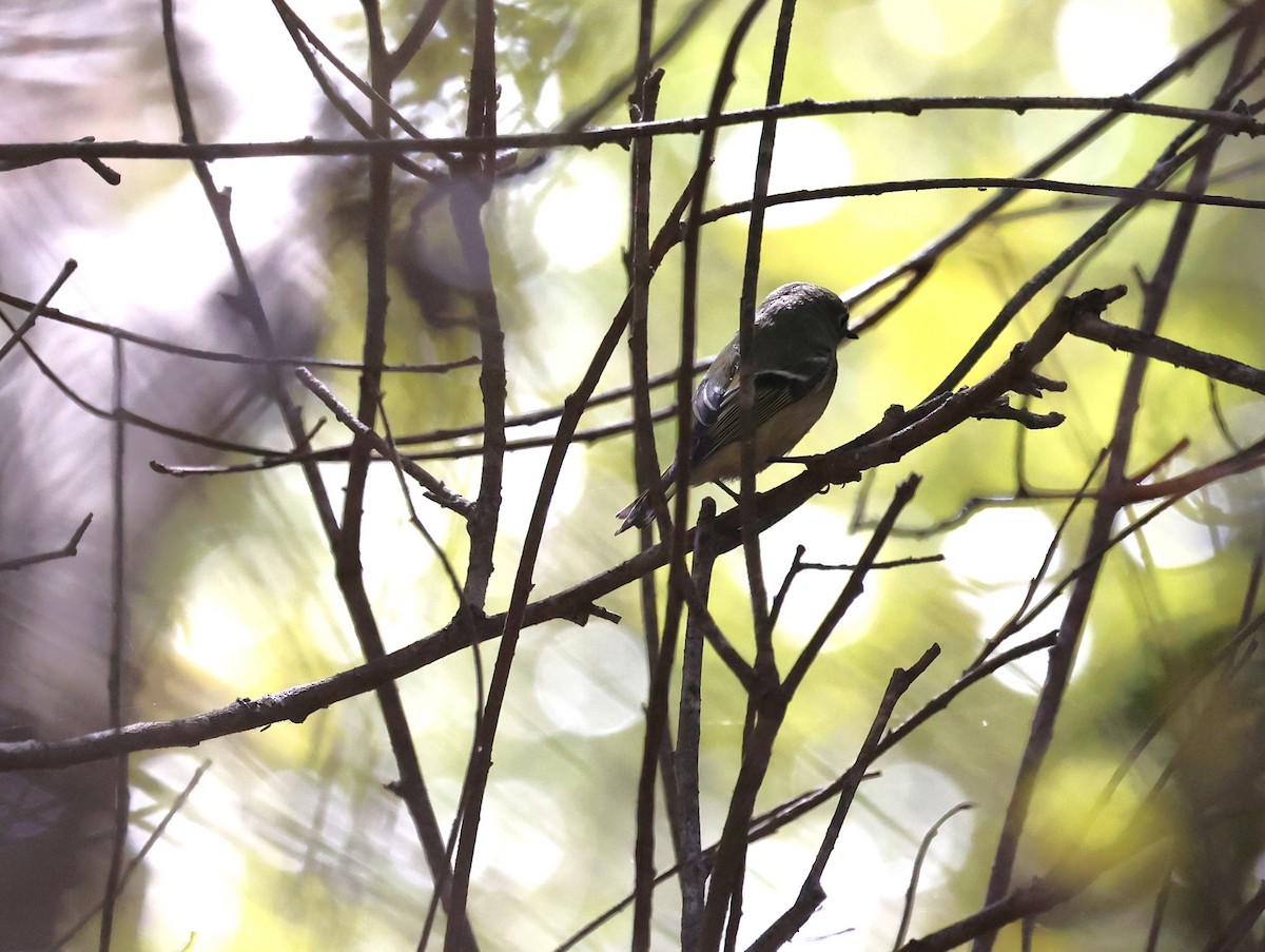 Ruby-crowned Kinglet - ML643512542