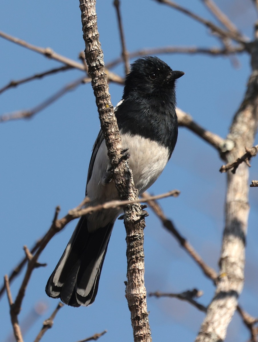 White-bellied Tit - ML643512547