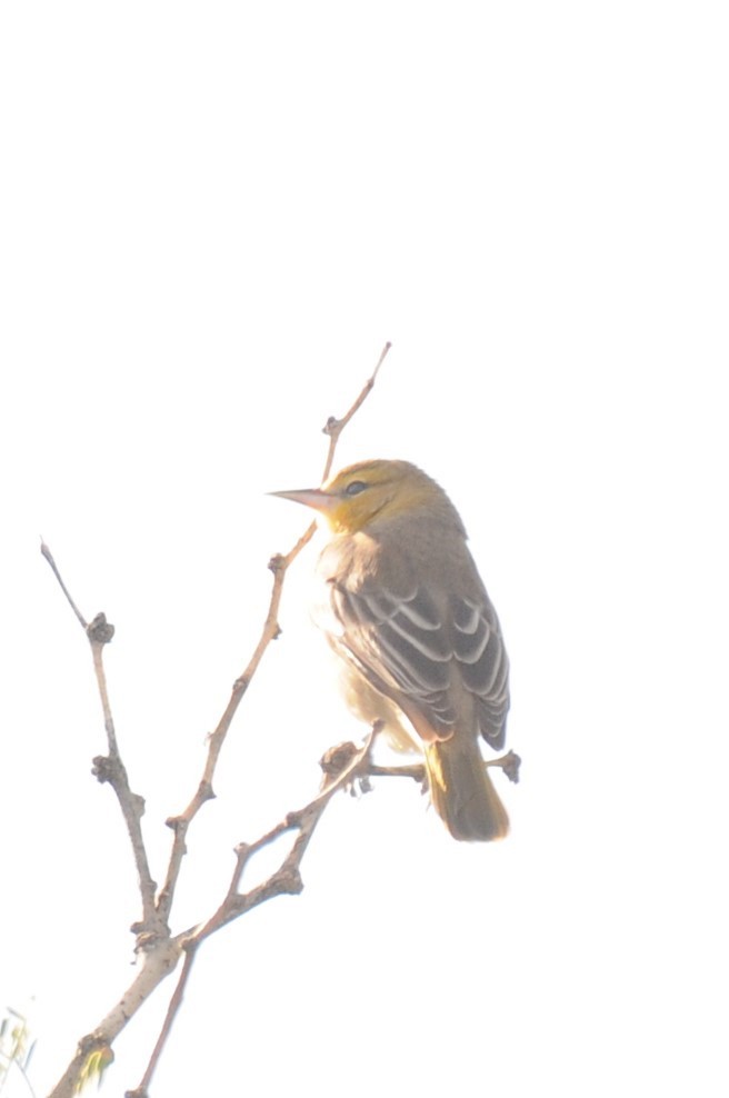 Bullock's Oriole - ML643512549