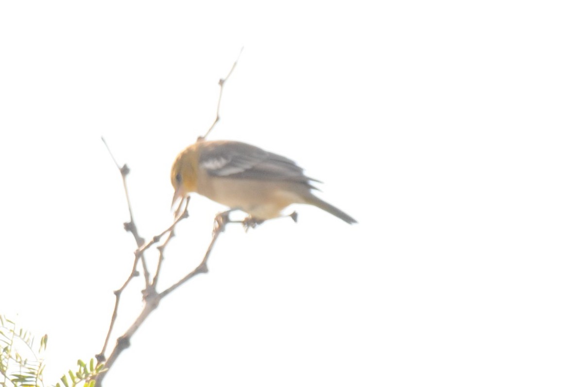 Bullock's Oriole - ML643512550