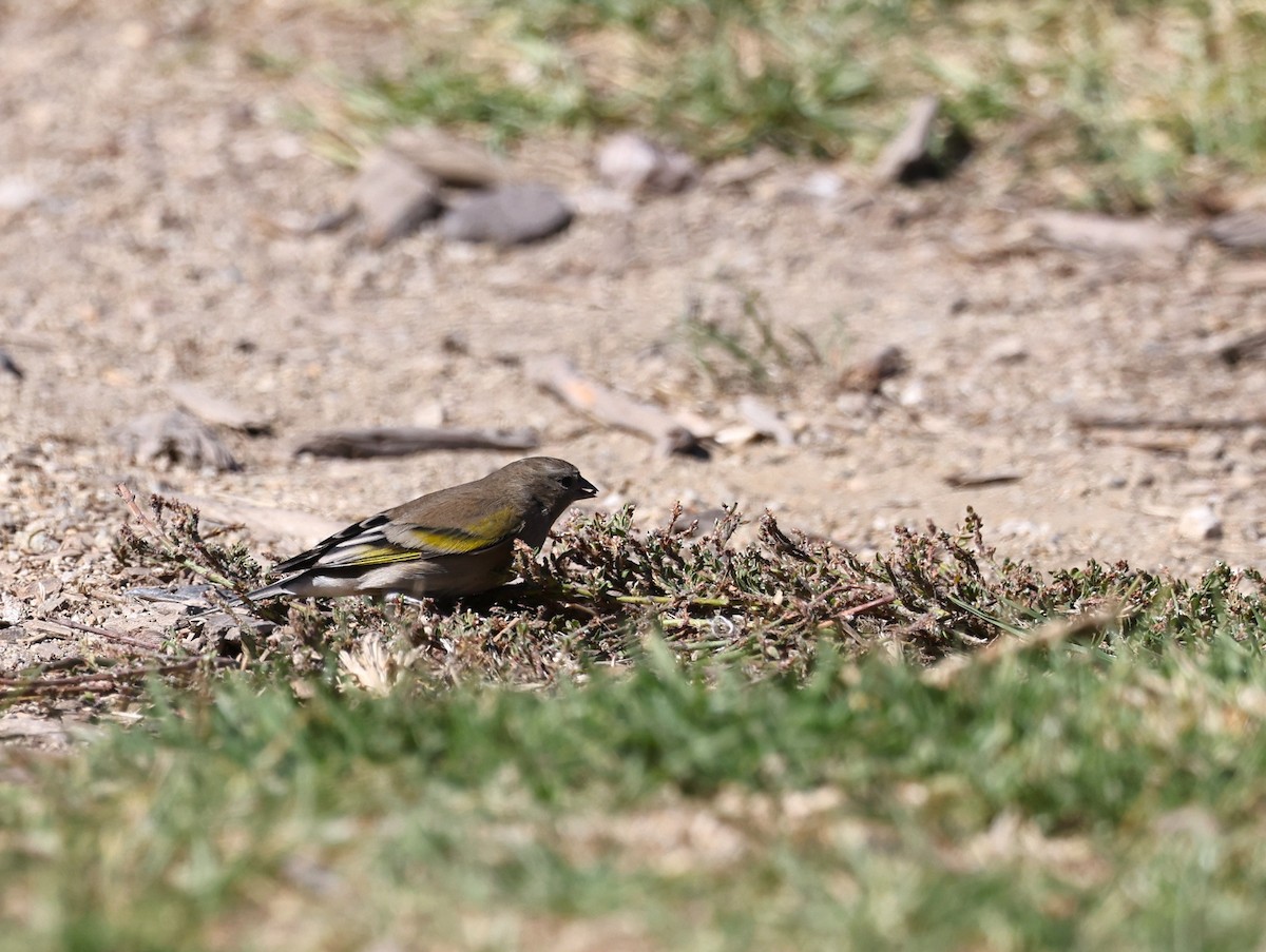 Lawrence's Goldfinch - ML643512553