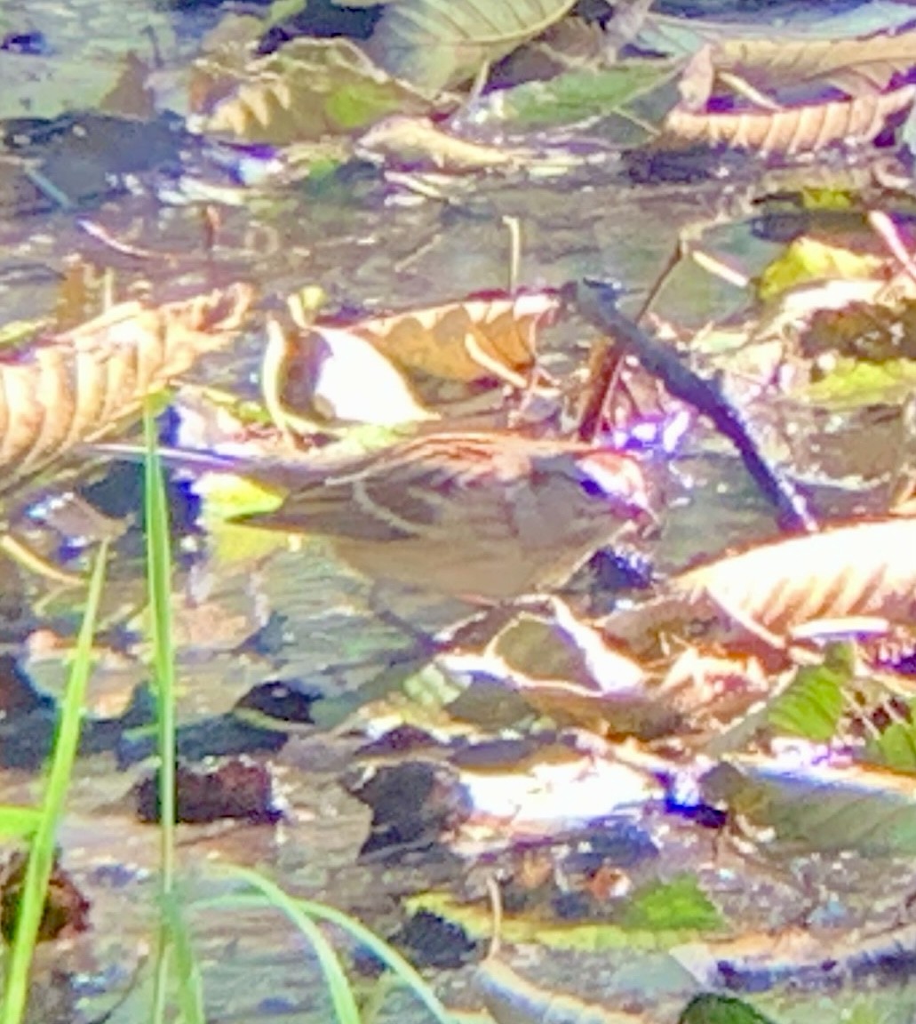 American Tree Sparrow - ML643512559