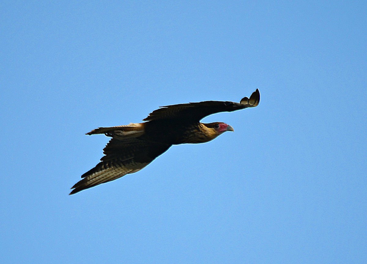 Crested Caracara - ML643512561