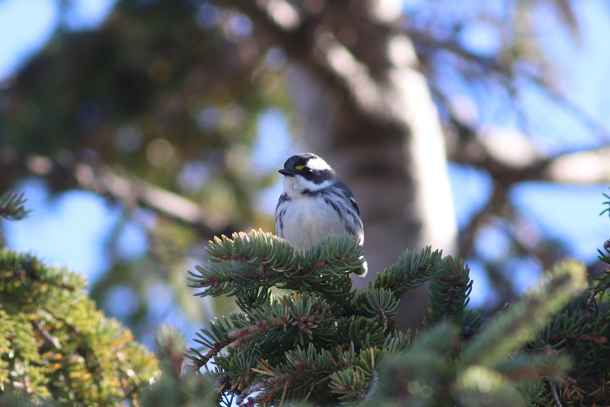 Black-throated Gray Warbler - ML643512573