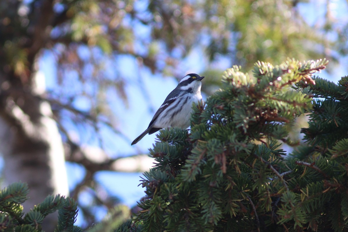 Black-throated Gray Warbler - ML643512574