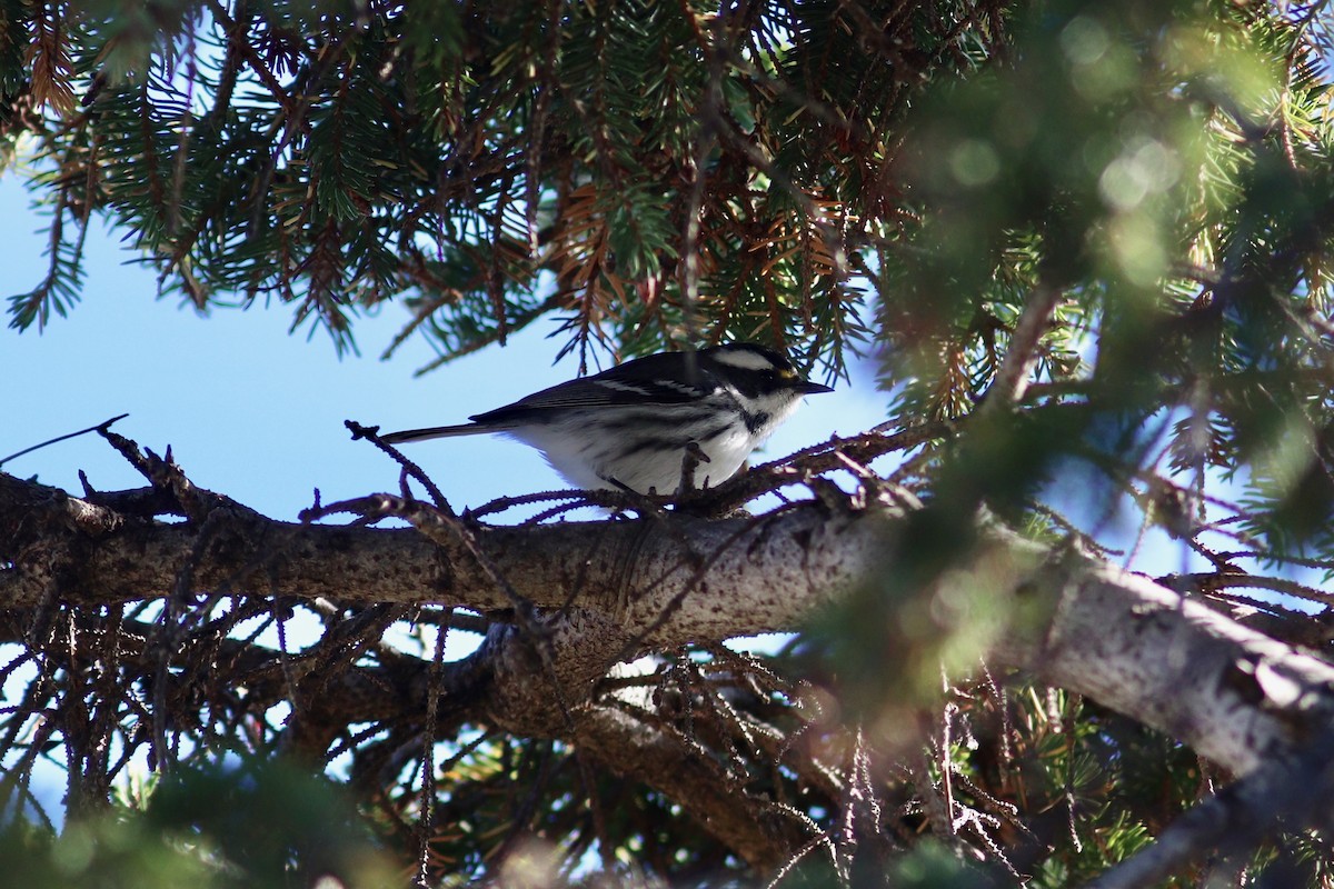 Black-throated Gray Warbler - ML643512575