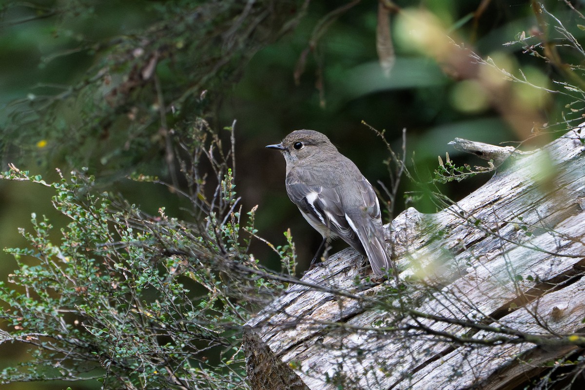 Flame Robin - ML643512576