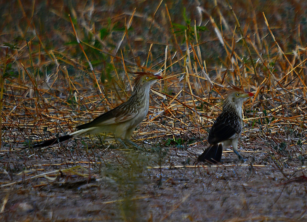 Guira Cuckoo - ML643512577