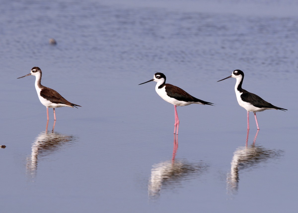 Black-necked Stilt - ML643512581