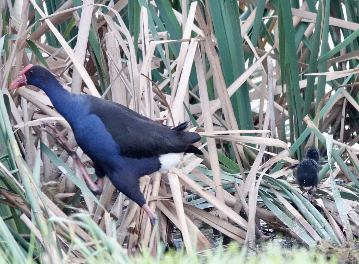 Australasian Swamphen - ML643512582