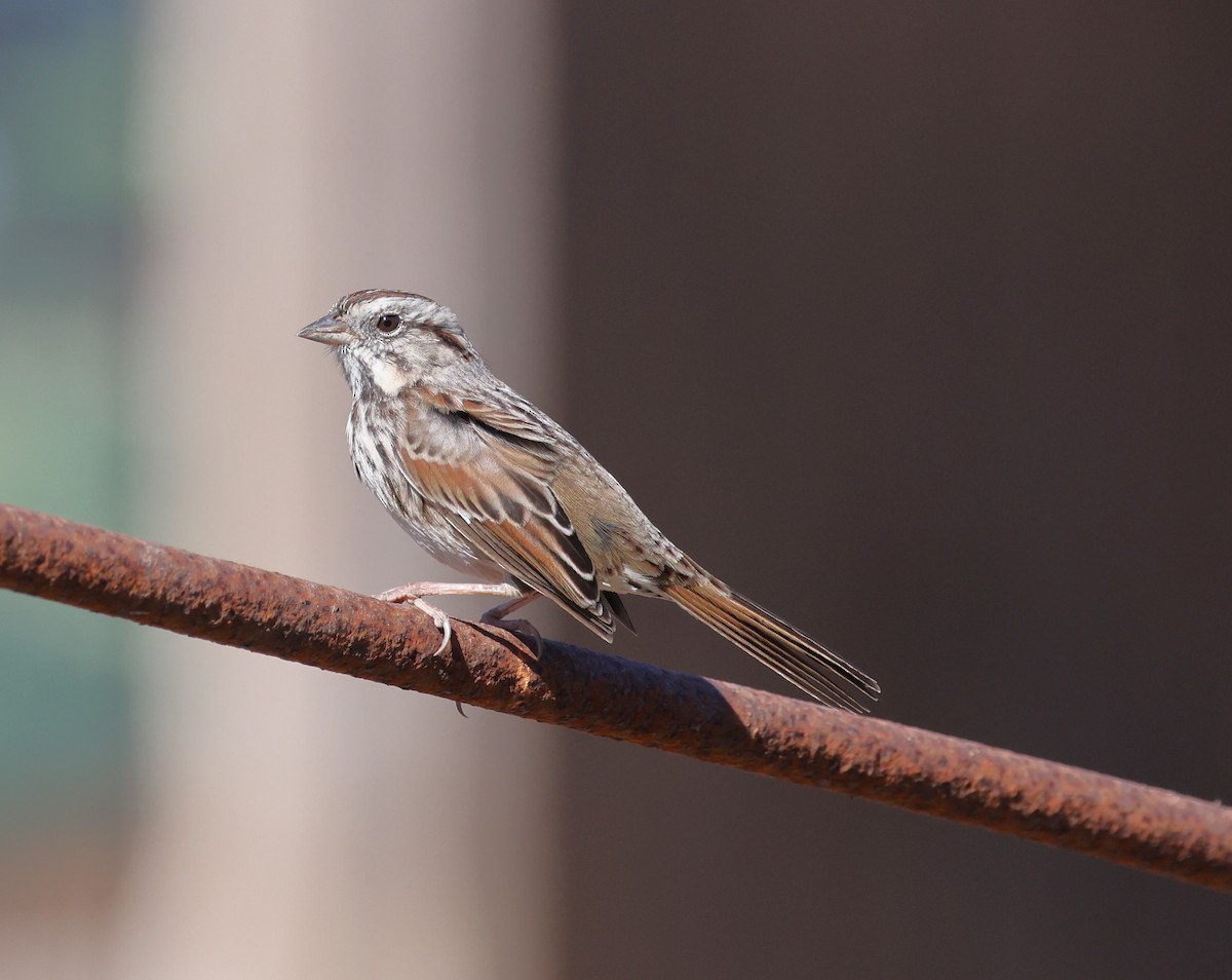 Song Sparrow - ML643512585