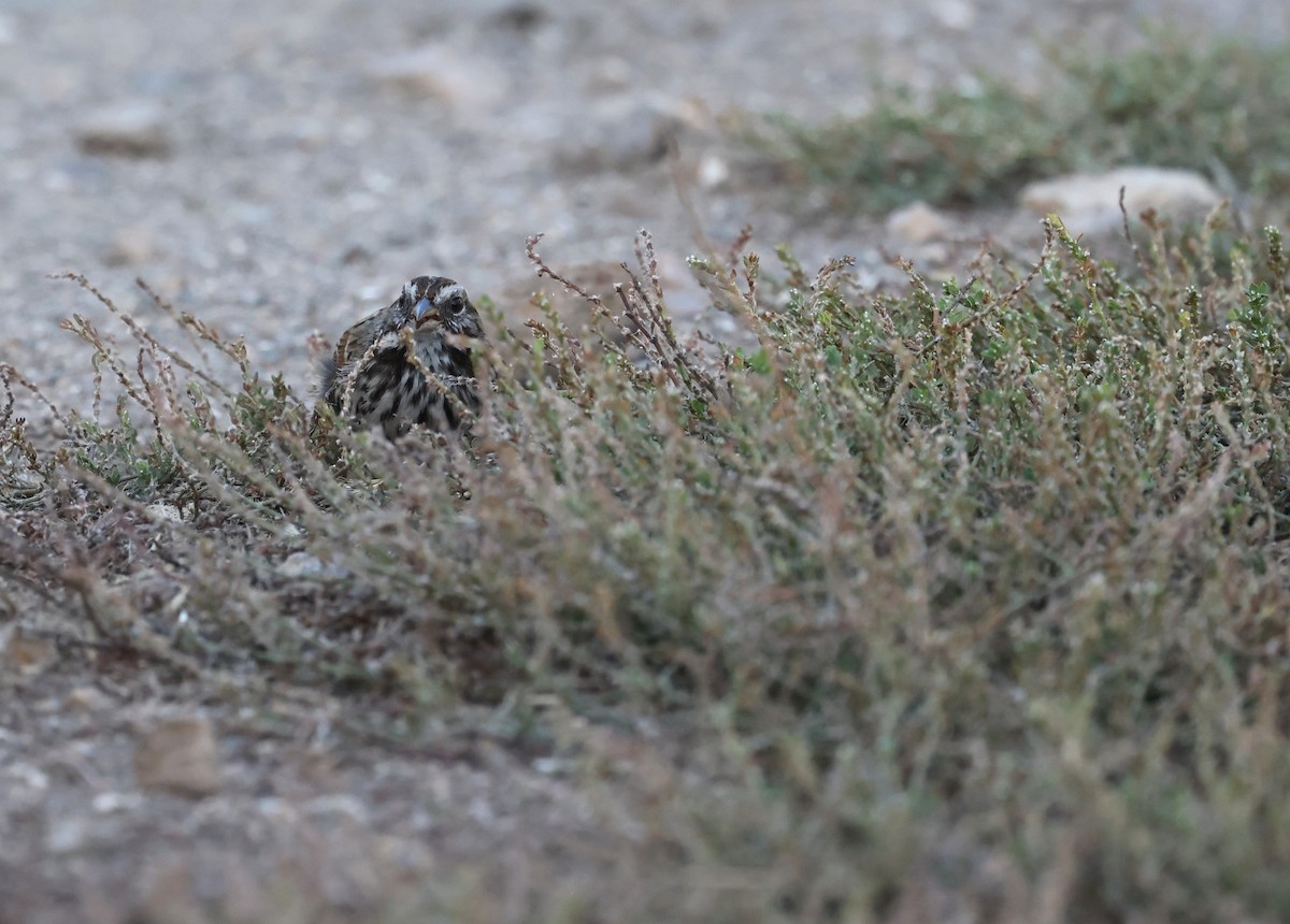 Song Sparrow - ML643512586