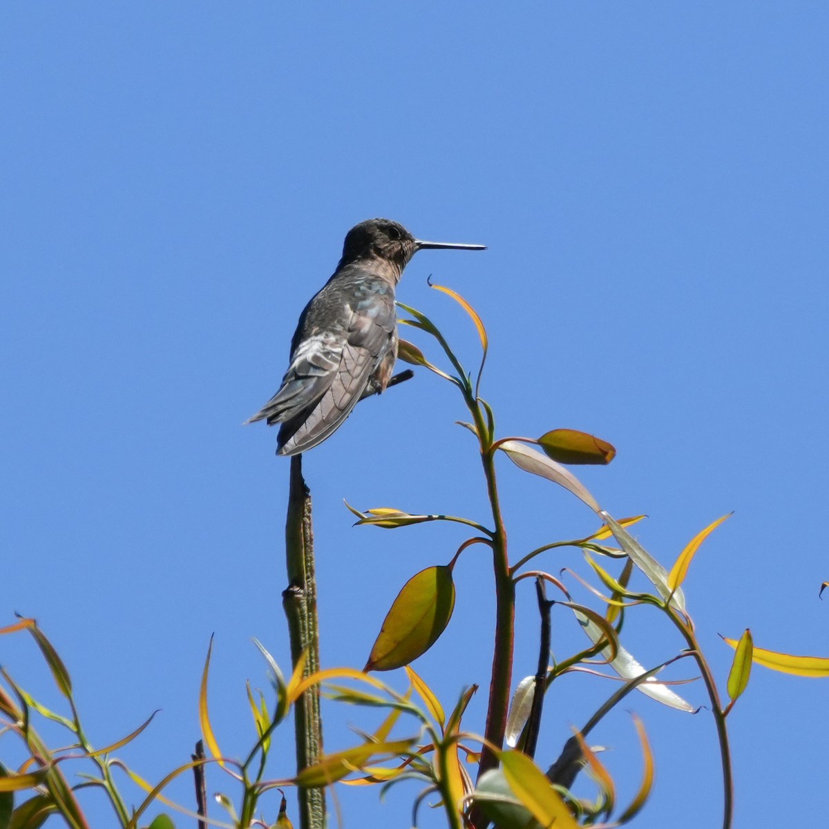 Riesenkolibri - ML643512588