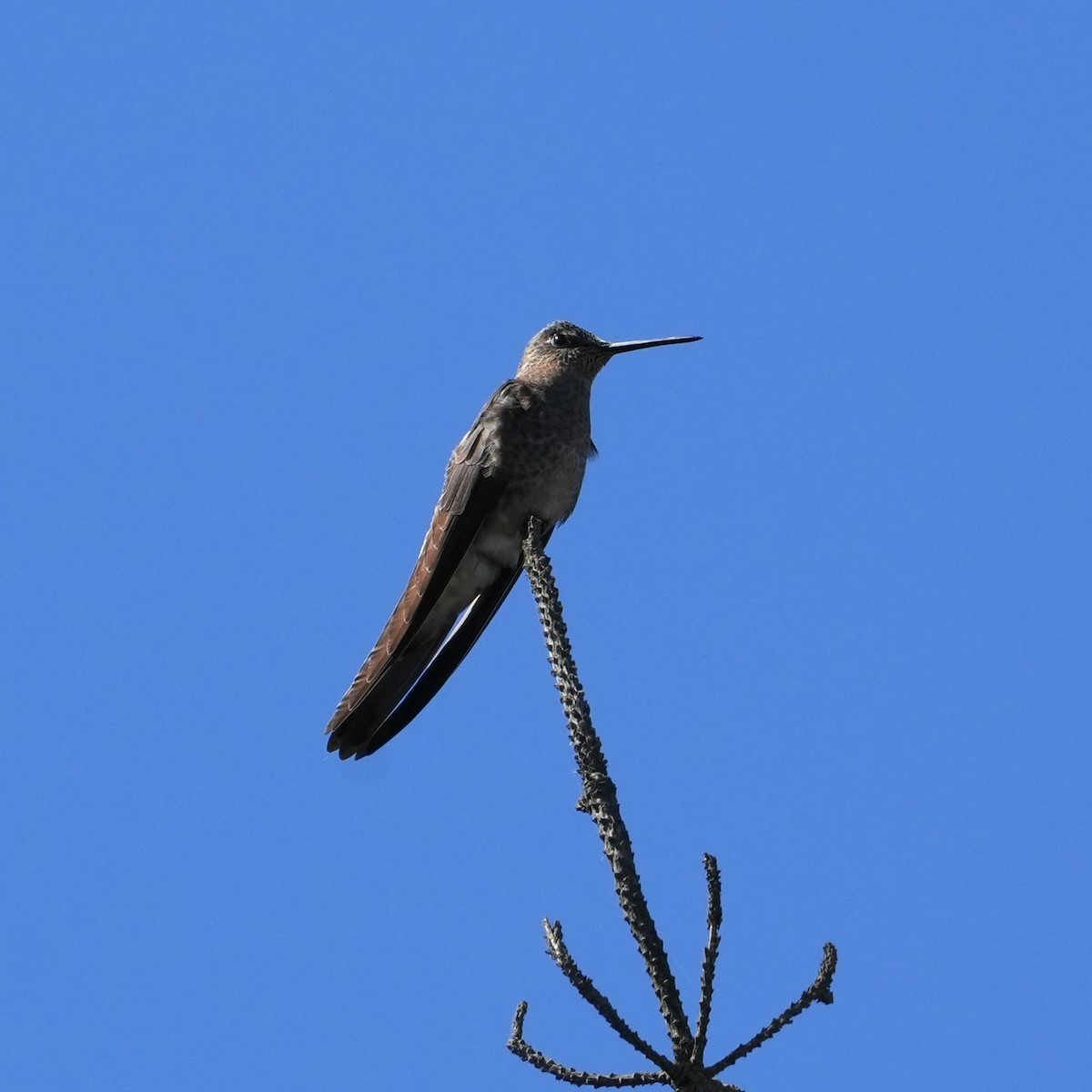 Riesenkolibri - ML643512589