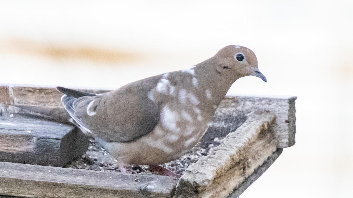 Mourning Dove - ML643512593