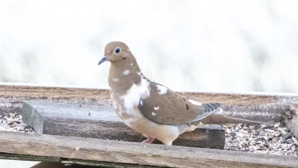 Mourning Dove - ML643512594