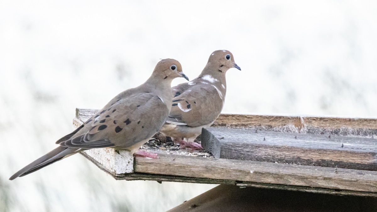 Mourning Dove - ML643512595