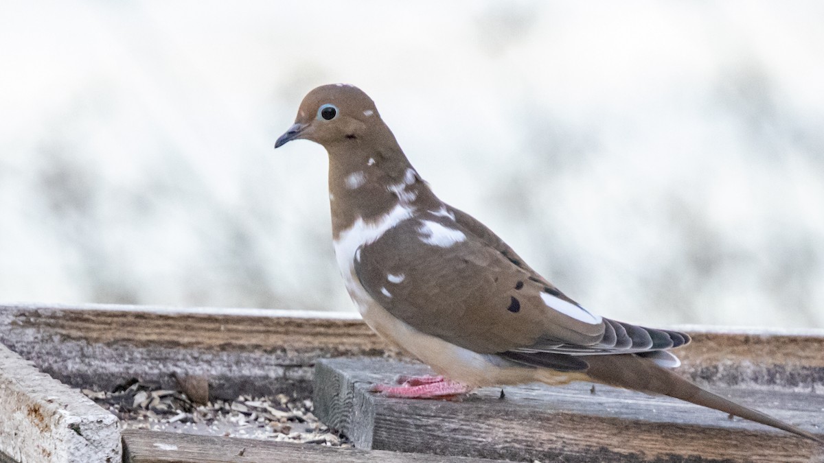 Mourning Dove - ML643512596