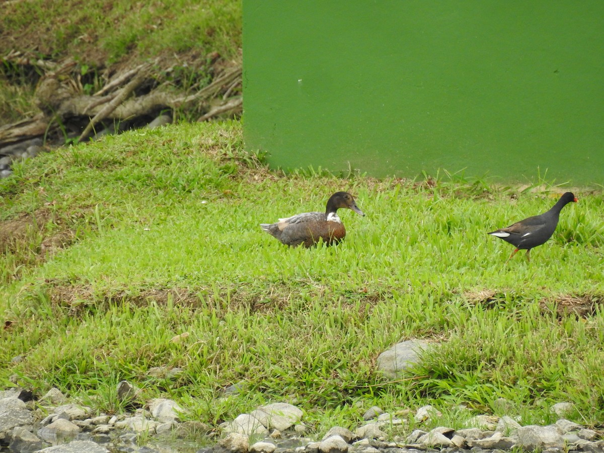 雑種 ノバリケン ｘ マガモ - ML643512601