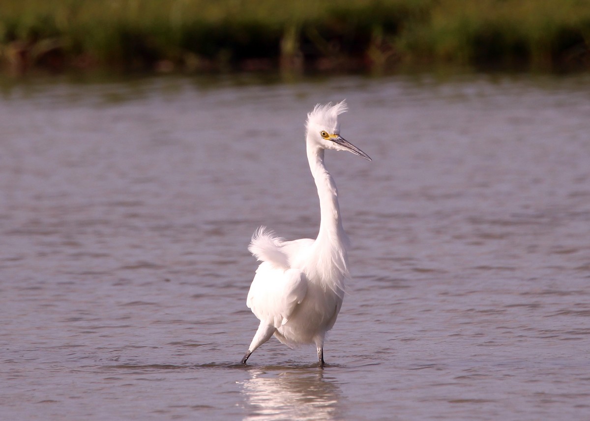Snowy Egret - ML643512605