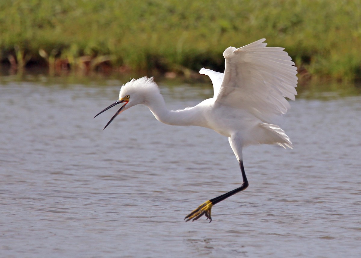 Snowy Egret - ML643512606