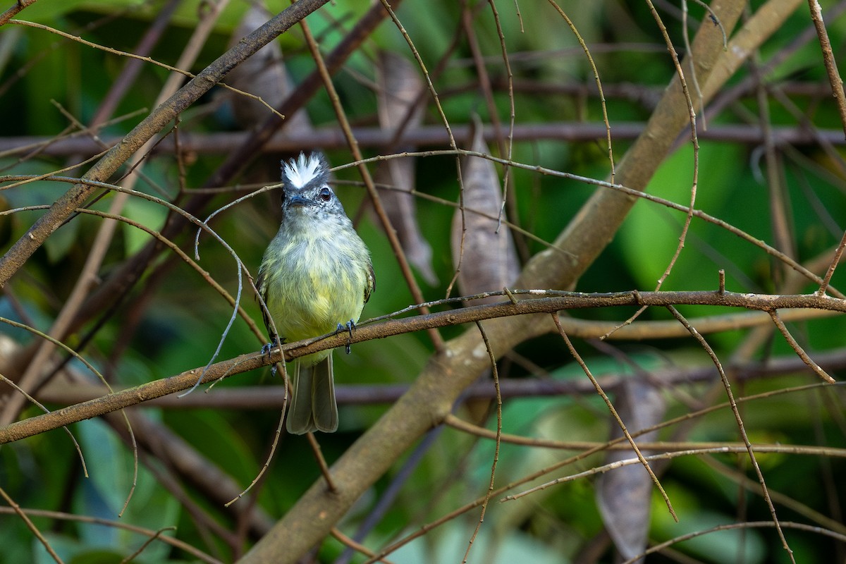 Forest Elaenia - ML643512613