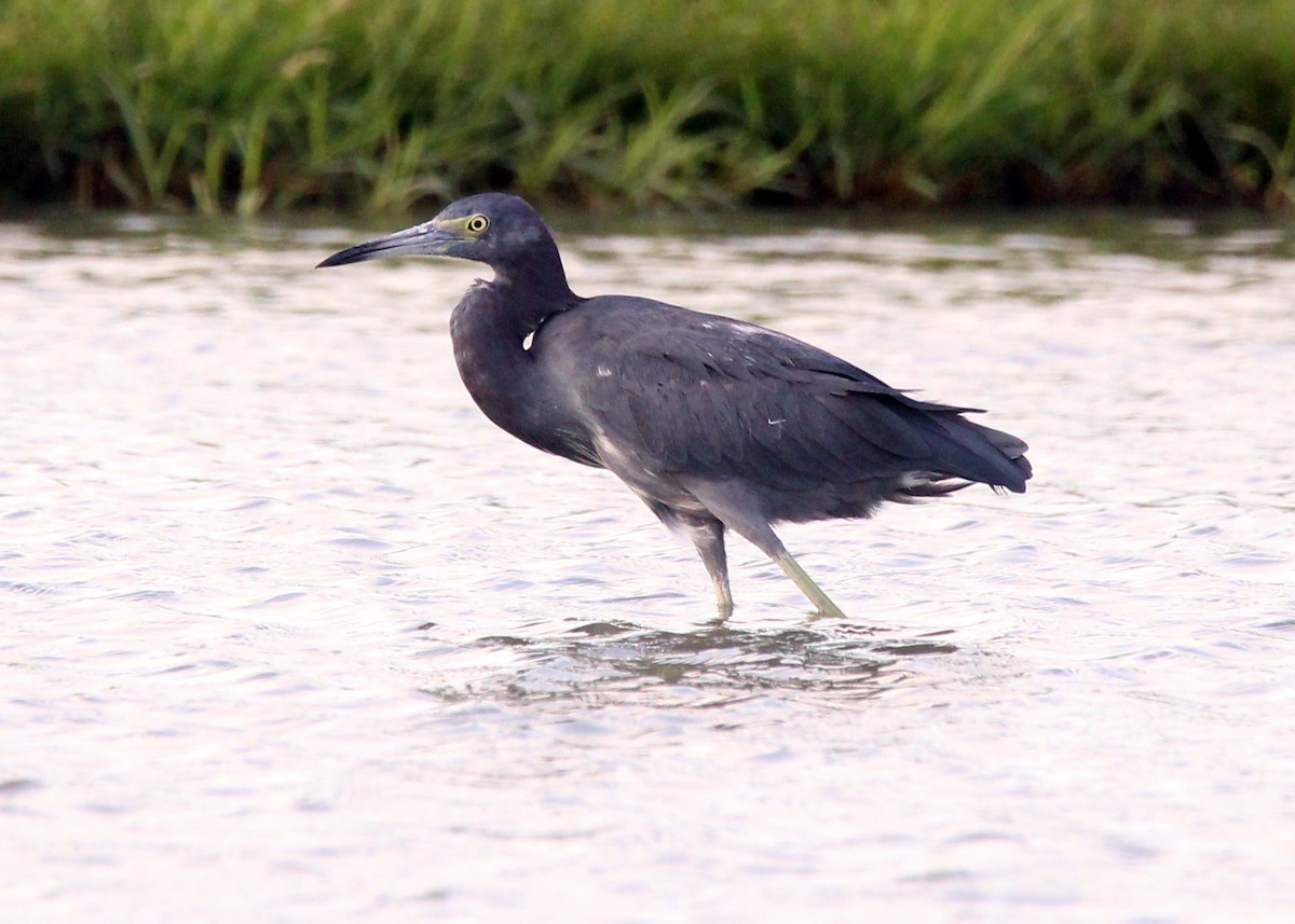 Little Blue Heron - ML643512619