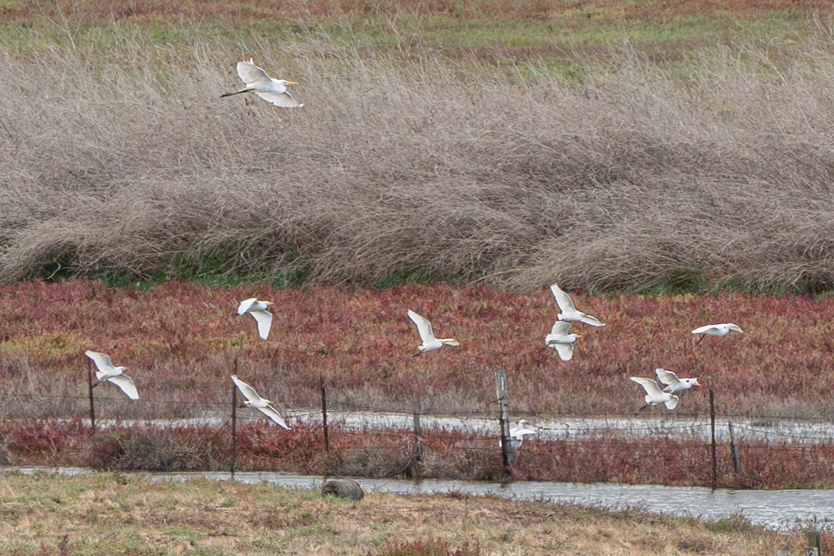 Western Cattle-Egret - ML643512622