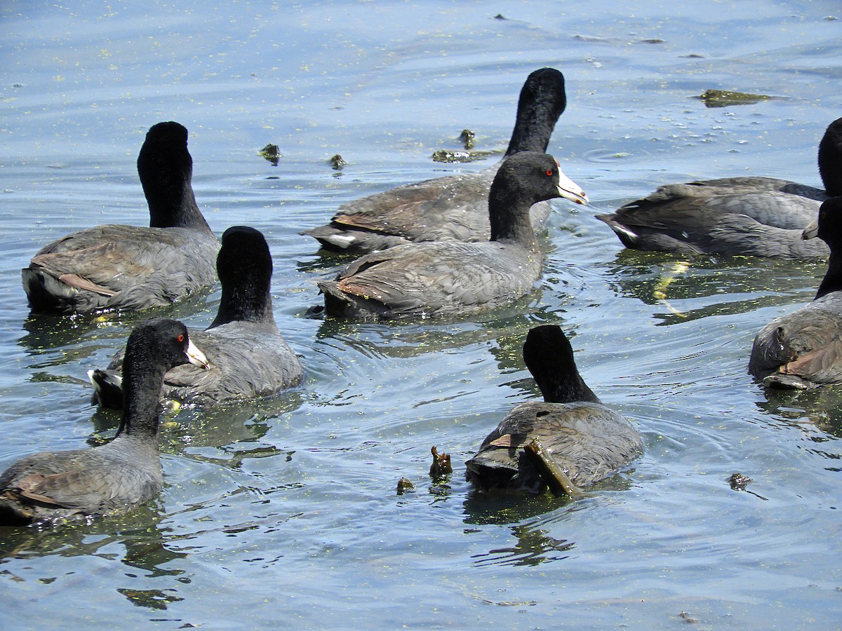 American Coot - ML643512623