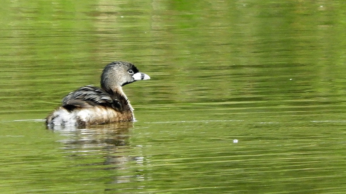 Pied-billed Grebe - ML643512634
