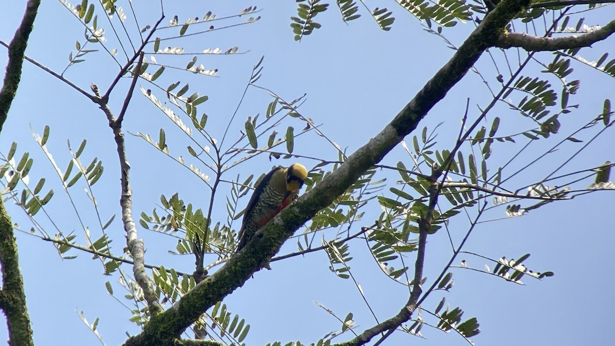 gullnakkespett - ML643512636