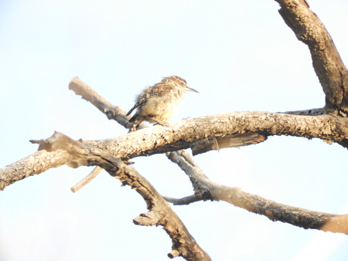 Cactus Wren - ML643512643