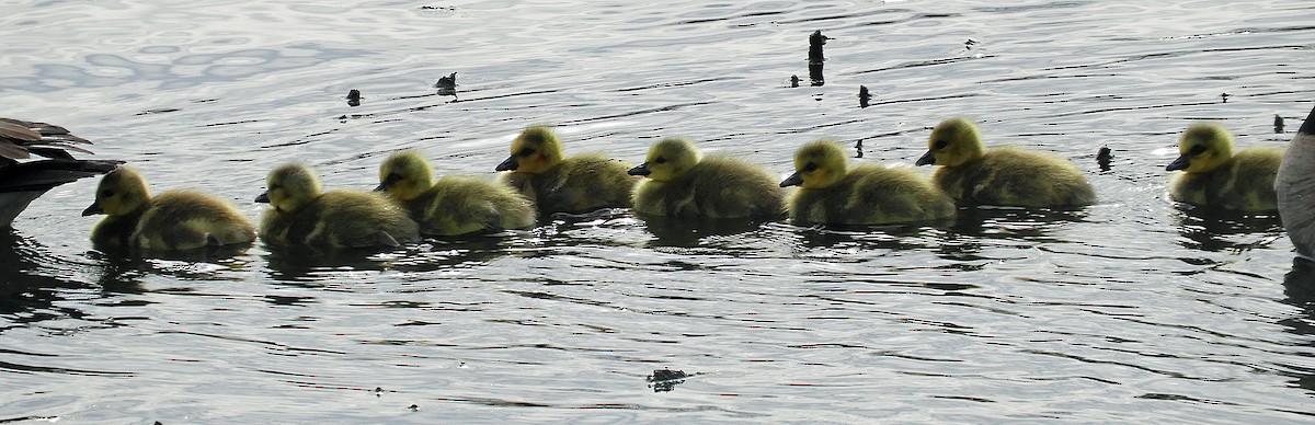 Canada Goose - ML643512644
