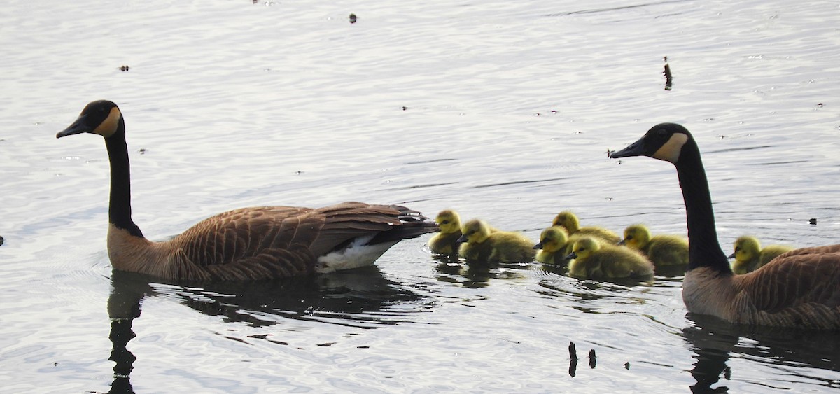 Canada Goose - ML643512649