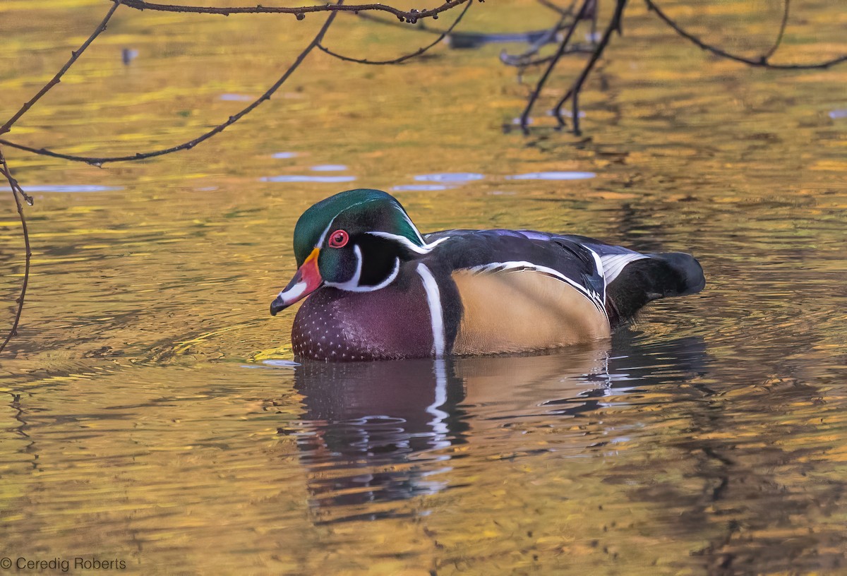 Canard branchu - ML643512650