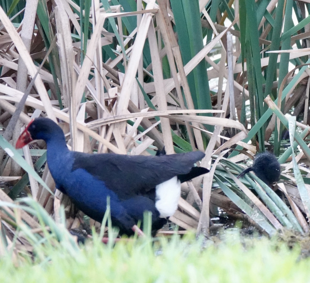 Australasian Swamphen - ML643512654
