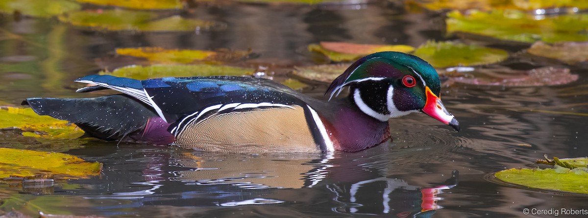 Canard branchu - ML643512655