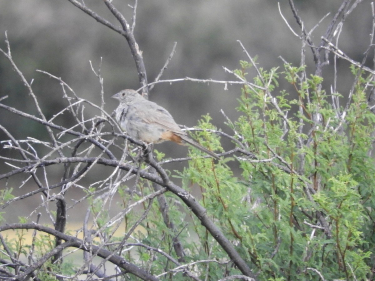 Canyon Towhee - ML643512656