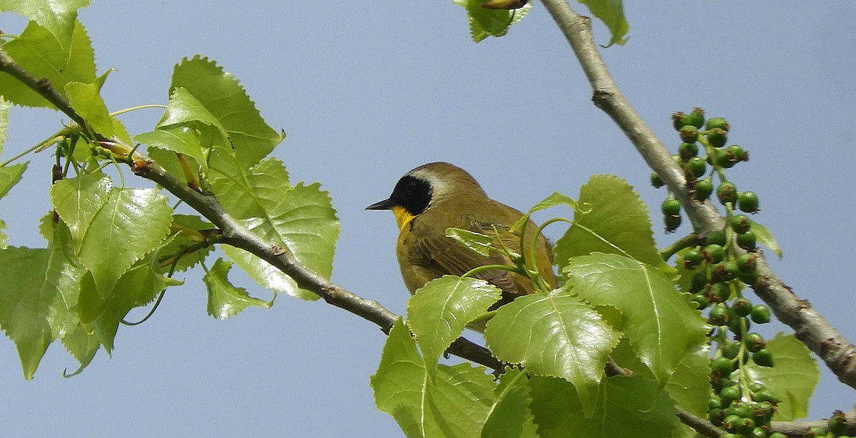 Common Yellowthroat - ML643512658