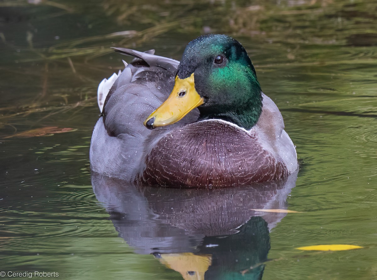 マガモ - ML643512664