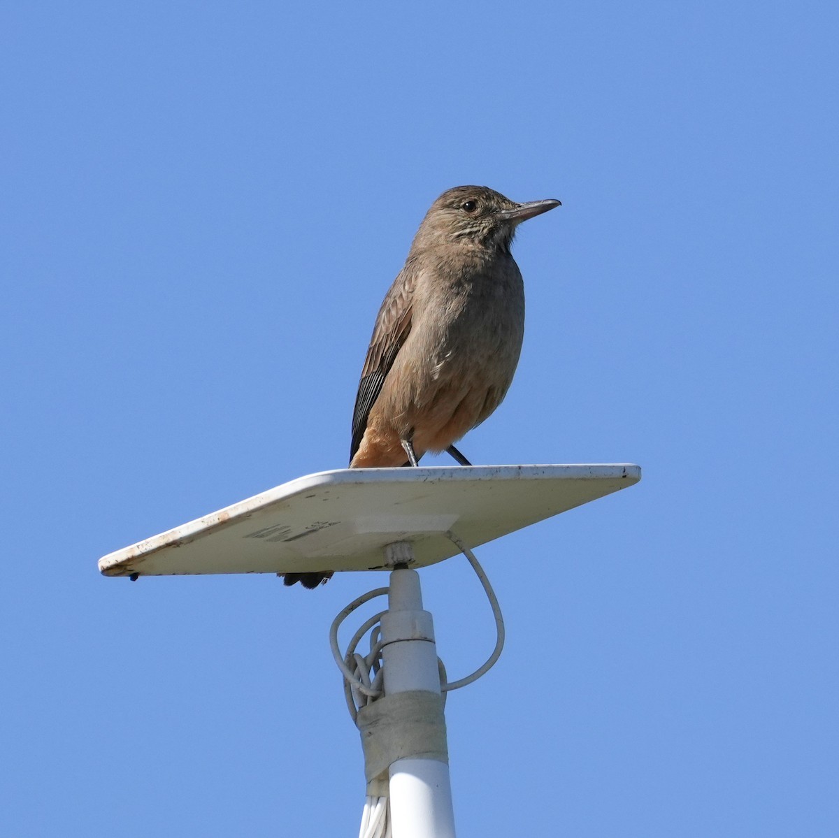 Great Shrike-Tyrant - ML643512668