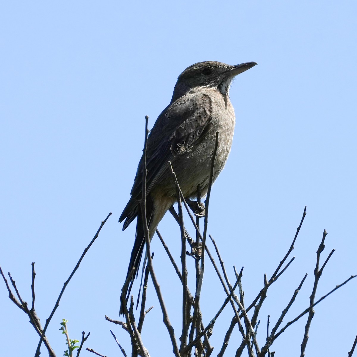 Great Shrike-Tyrant - ML643512669