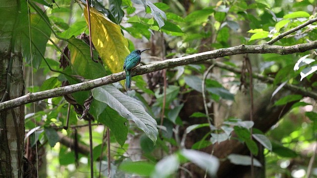 Rufous-tailed Jacamar - ML643512677